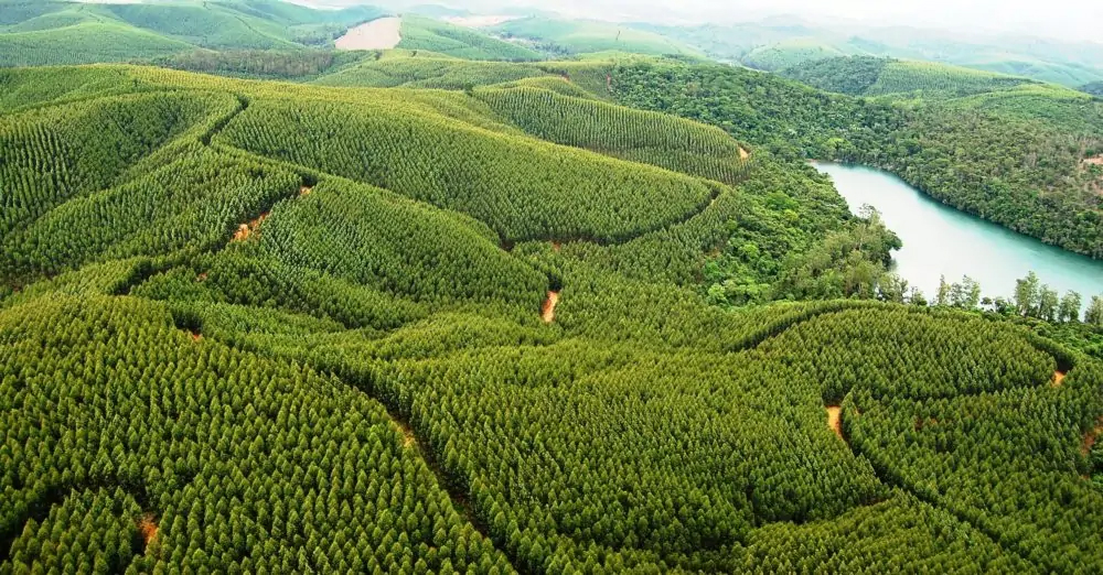 Floresta